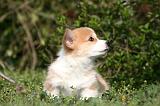 CORGI PEMBROKE 1209
